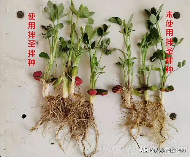 花生拌种剂怎么选？快用拌圣，控虫+抗病+增产，​一亩多产200斤5