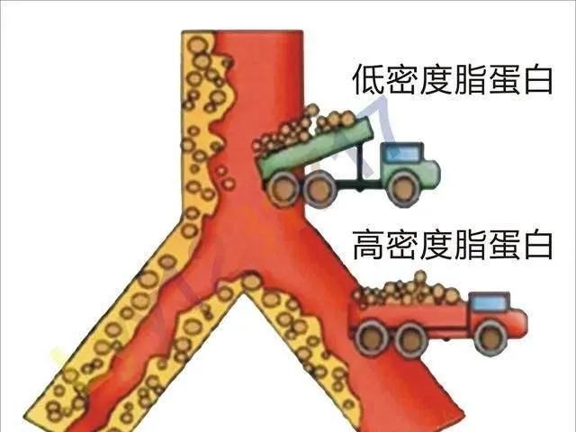关注食品中反式脂肪酸