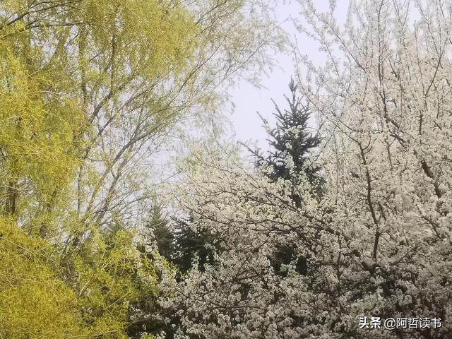 花香习习，垂柳依依，一花一世界，一树一菩提，淡妆浓抹总相宜