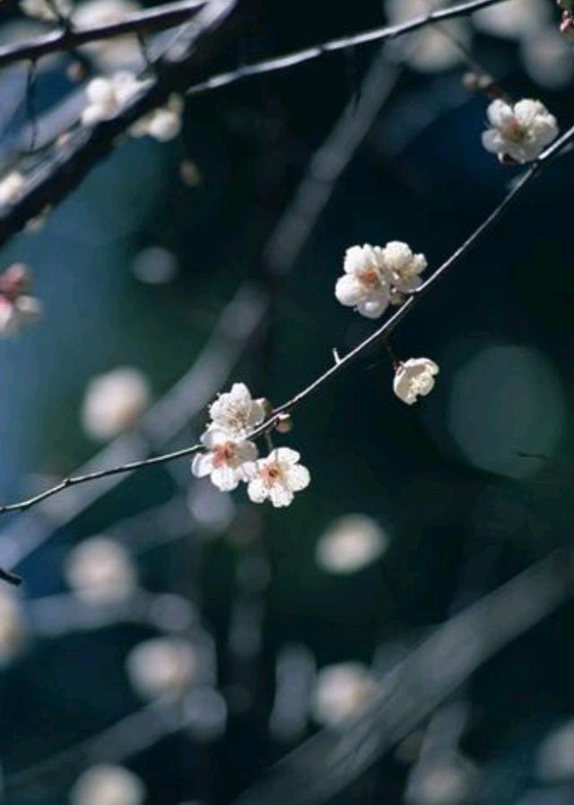 散文：人生淡然，日有小暖，岁有小安