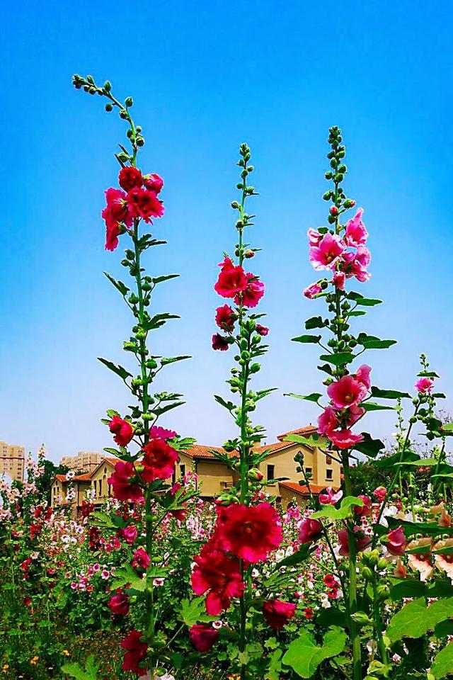 蜀葵花