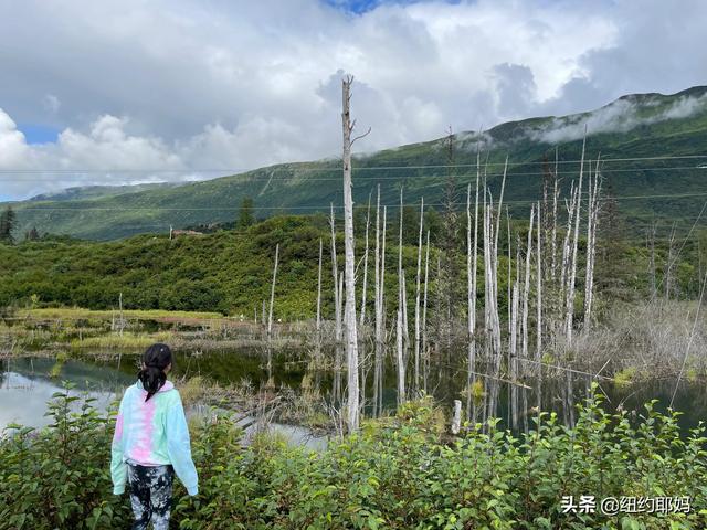 夢幻荒野阿拉斯加（14）Valdez看熊抓魚和三文魚洄遊