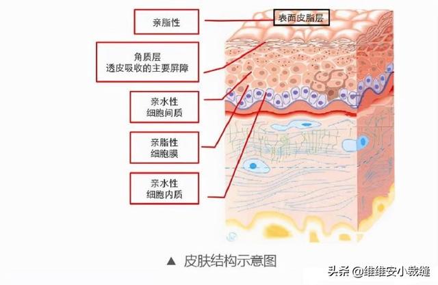 身体润肤乳正确用法