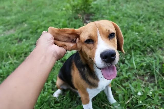 狗狗老是撓下巴是怎麼回事(狗狗老是撓下巴怎麼治療)-艾拉養犬