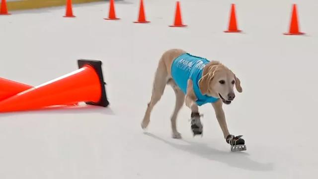 拉斯维加斯犬