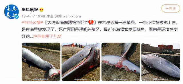 “鲸爆”有多可怕？死亡鲸鱼现身大连，鲸爆正在酝酿，没有龙涎香