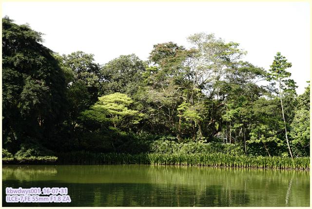 生活雜記：坡島散記08——流連忘返植物園