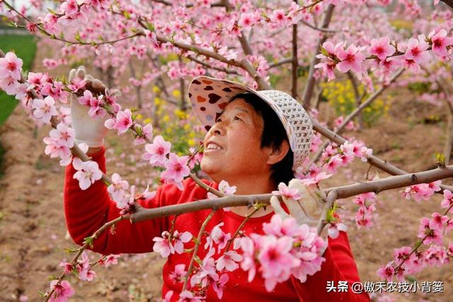 桃树适量留花留果才能多结优质大果，桃树如何疏花疏果才合理？8