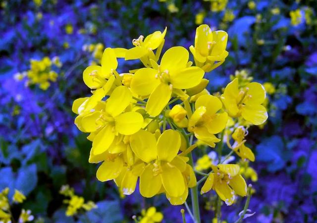 1月开什么花 1月开什么花（11月开什么花） 生活