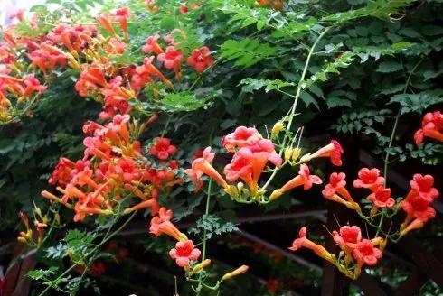 凌霄花开红艳艳
