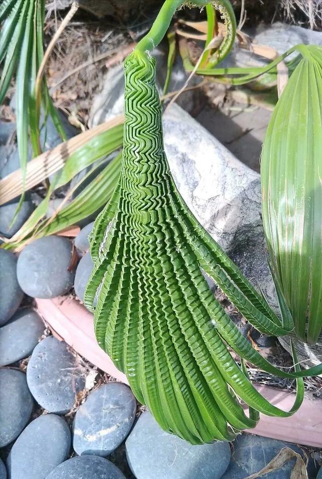 奇妙的植物