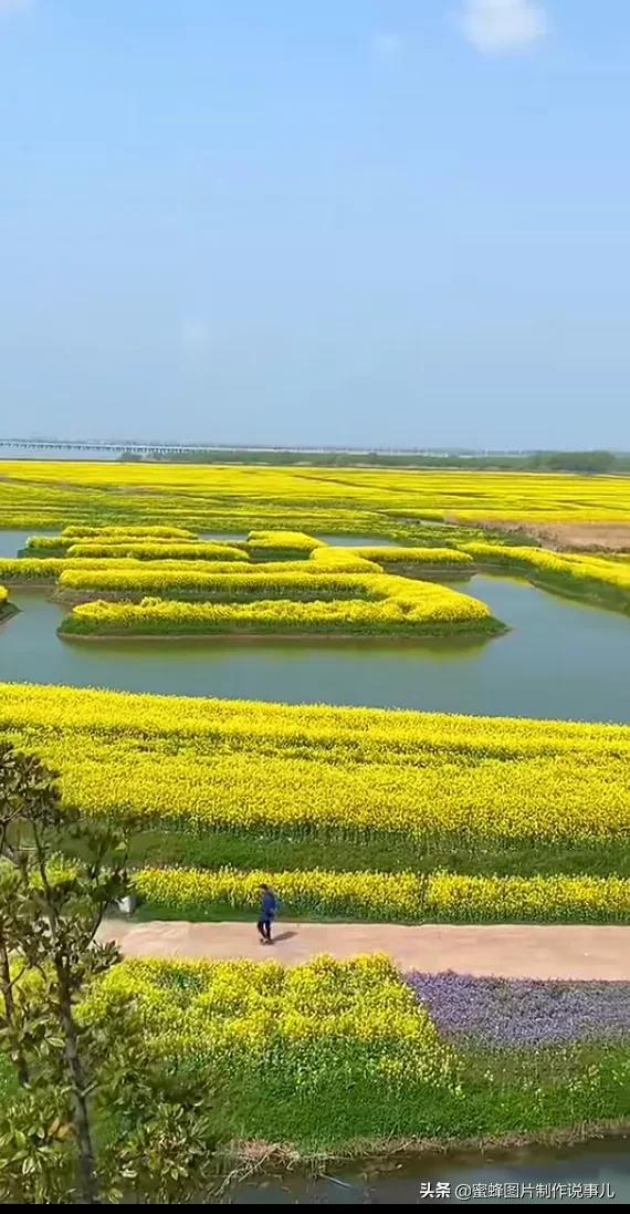 春花烂漫，竞相绽放，鸟语花香