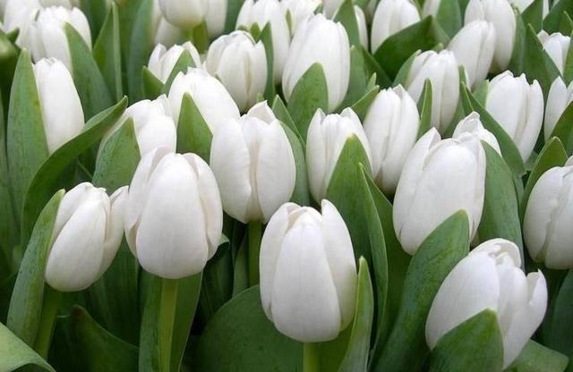 白色郁金香花语