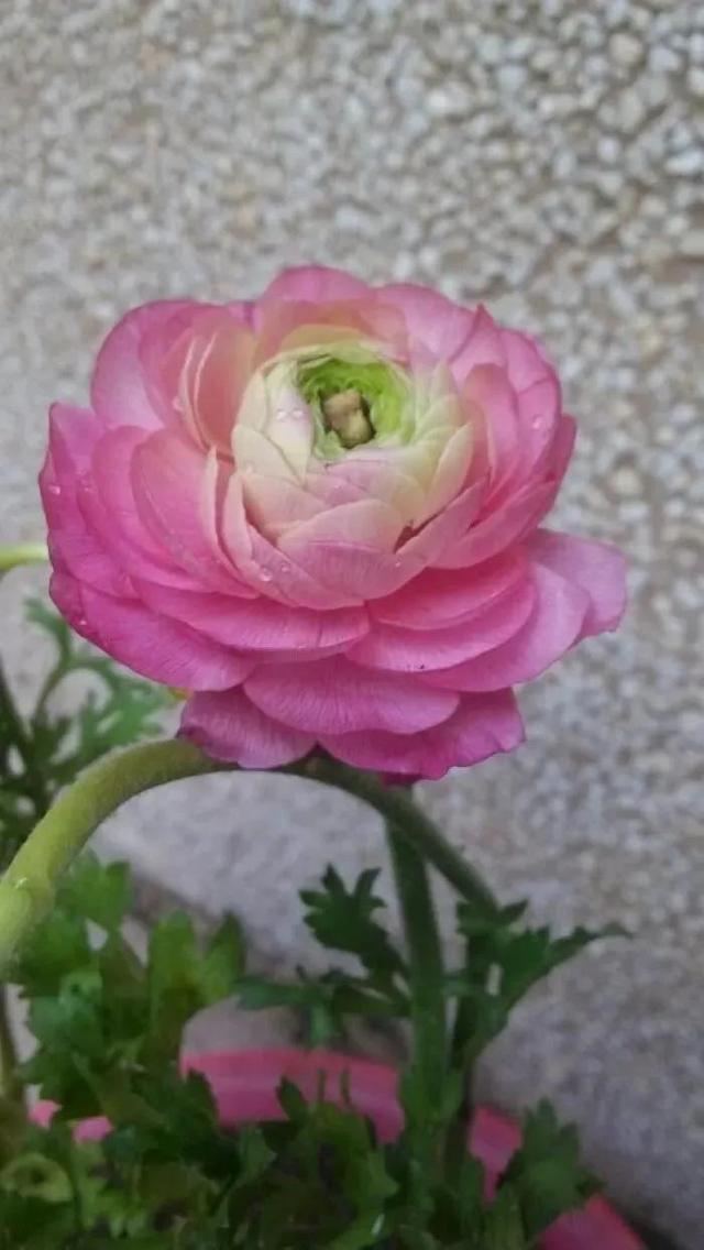 鲜花盛开，五颜六色，姹紫嫣红，一起来欣赏美景吧