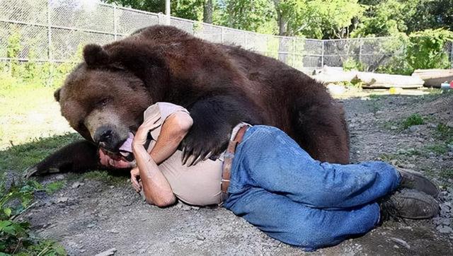 上海野生動物園熊吃人,我們為什麼要救黑熊