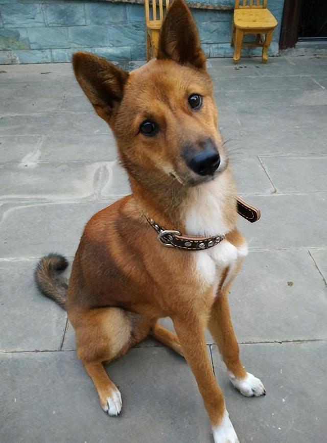 狗狗肚皮脏可不可以清洗(狗腹部的垢如何清洗)-艾拉养犬