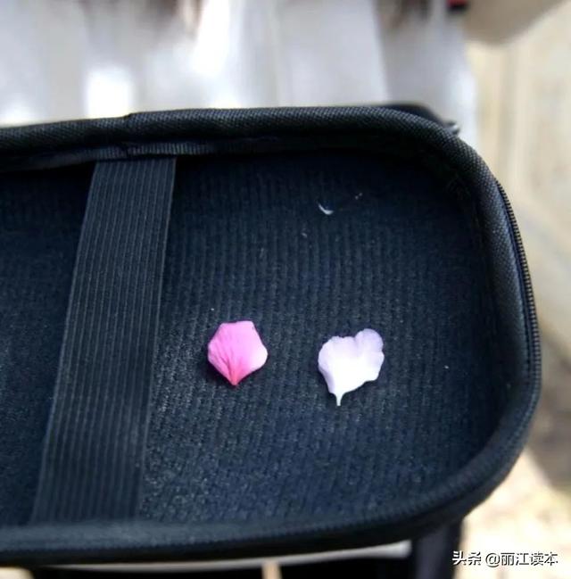 一个爷爷两个爹！丽江人，别再傻傻分不清樱花和海棠了