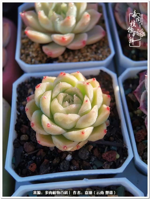 玉蝶铜芯电线价格表4平方,玉蝶铜芯线今日价格