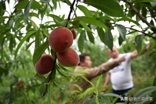 只要一片甲硝唑，桃树长得快，结果多，香甜色泽好，增产又增收5