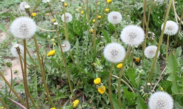 中药又立功？蒲公英或有望成为治癌、消结节的新药，是真的吗