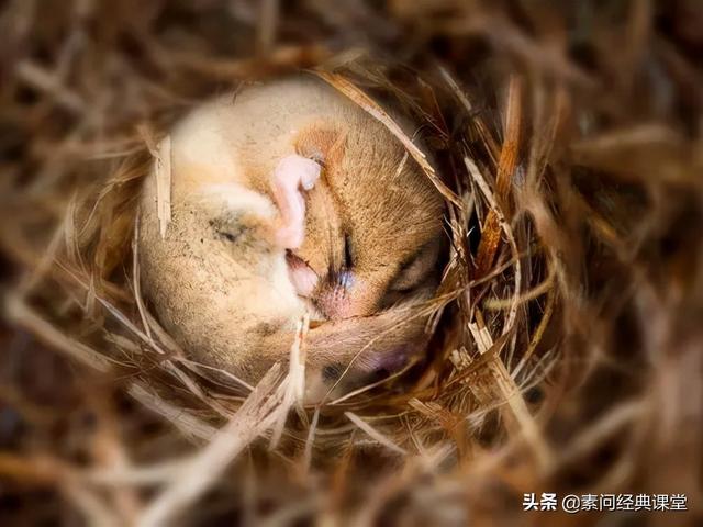 素问经典课堂 | 人体大修在冬季，冬藏好，春才有精神