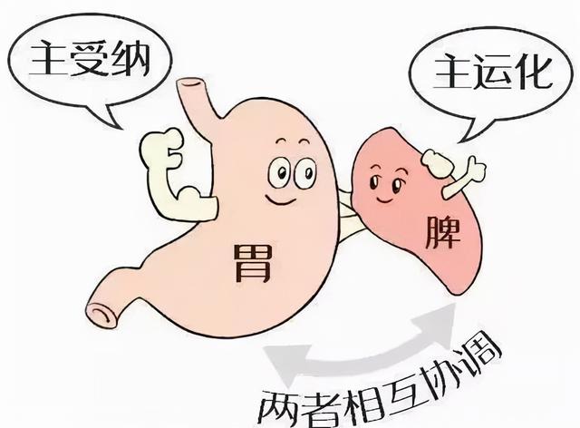 人到中年，肾气亏虚，中医教你补脾益气是关键