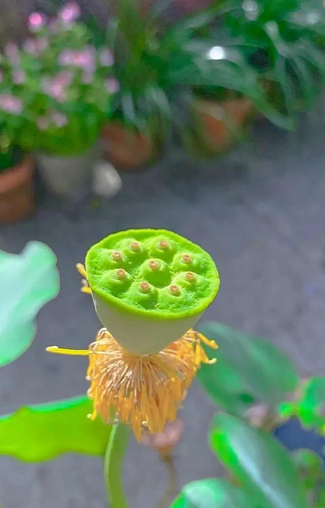 花是蓬勃的期许，是生命的礼遇，是春天的信使