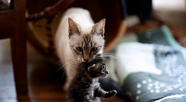 猫咪把单个幼崽叼过来是什么意思（猫咪把幼崽叼给你）(3)