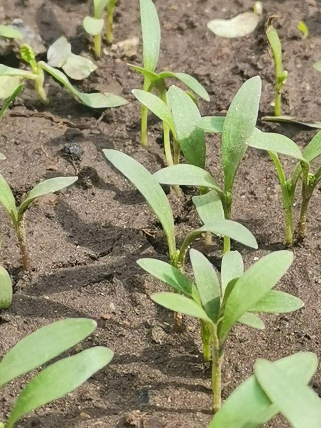 小菜园长势繁茂