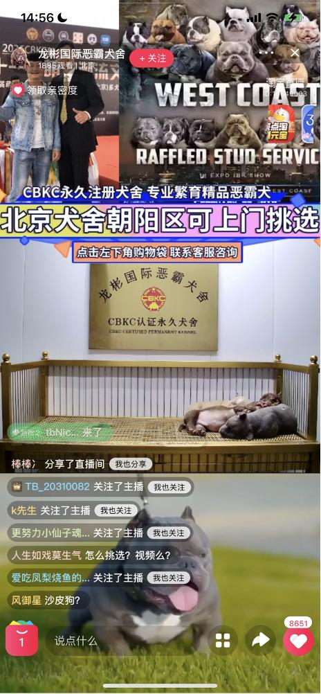 恶霸犬多少钱 恶霸犬多少钱（恶霸犬多少钱一只幼犬） 动物