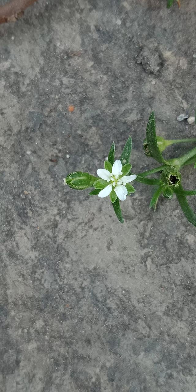 我有花香，但没树高，我是一棵无人注意的小草