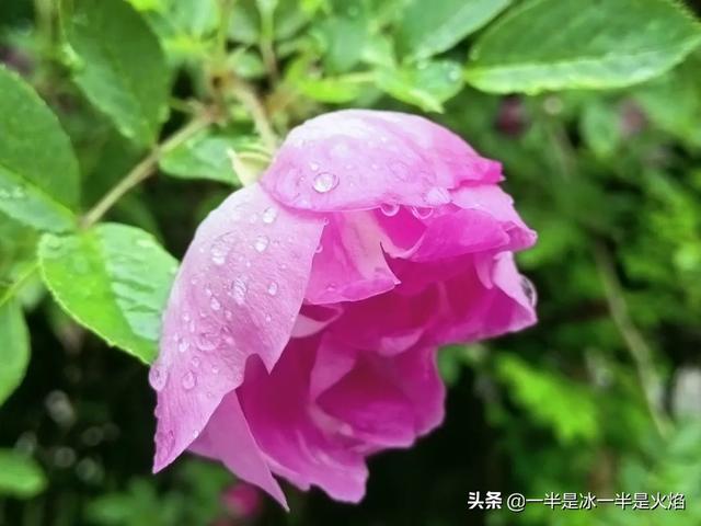 蔷薇花语