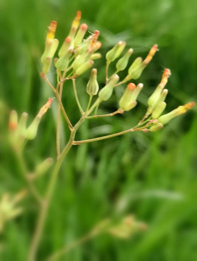 春天的回望