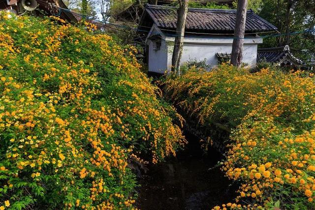 探春花