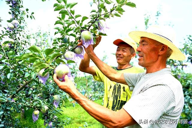 果实膨大期集中大量使用高钾肥就能增产、促色和增甜？不一定3