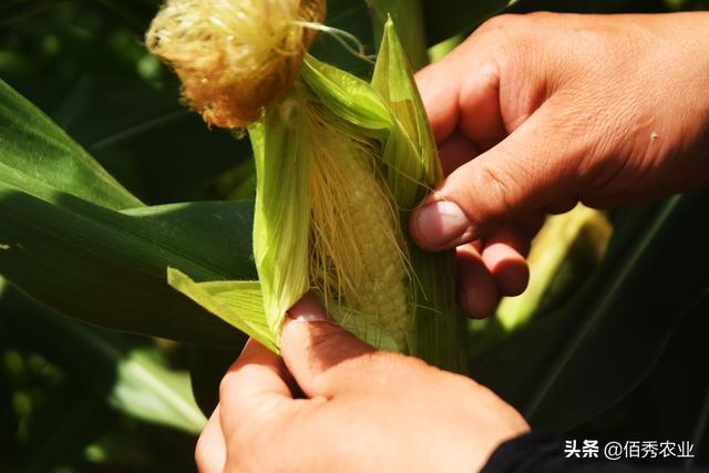 否定农药，用有机肥替代化肥，别被高成本打造的生态农业误导了5