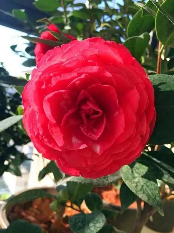 漂亮的花朵