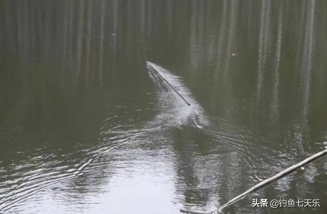 云南楚雄：大鱼把鱼竿拖走，钓鱼男子下水去追，再也没能上来