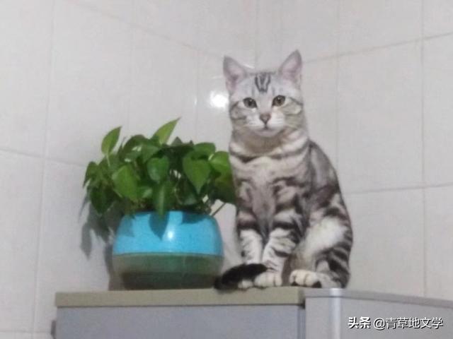 青草地文学：宠猫诗三首（组诗）