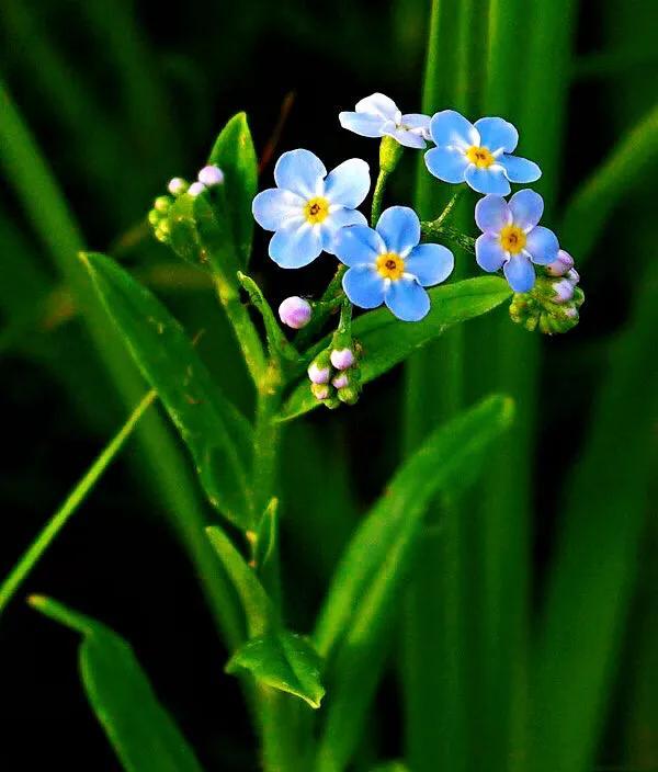 勿忘我花