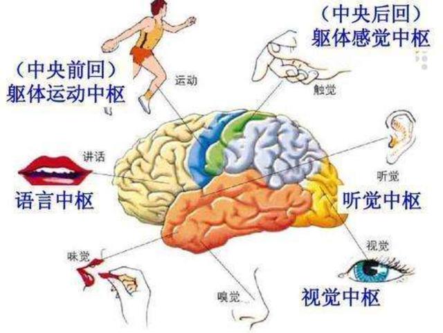 左撇子比右撇子更聪明？真相要比你所想的复杂多了