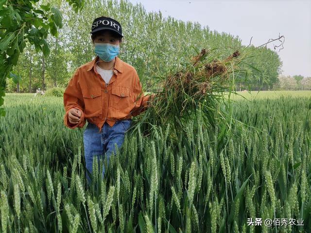 将未成熟的小麦出售，为啥会引发争议？农民的想法应该被尊重