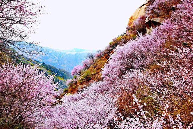 怎样的桃花