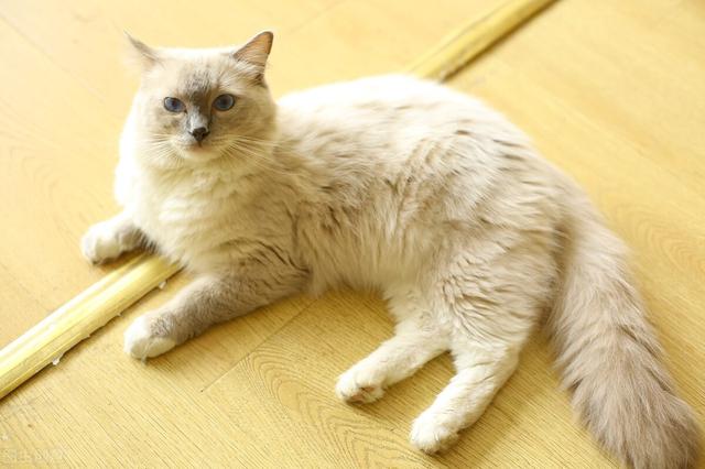 猫咪多久驱虫一次比较好大宠爱(自家养的猫一年没做驱虫)