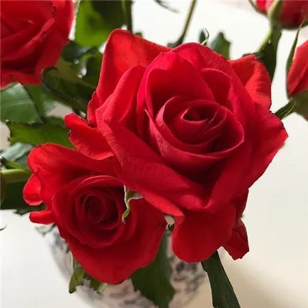 分享图片，阳光灿烂，百花盛开，鸟语花香，美轮美奂