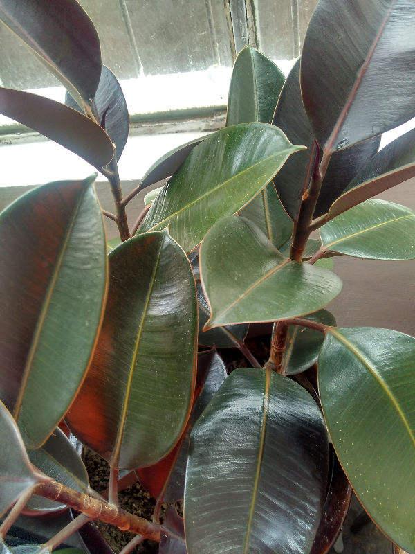 橡皮树图片 橡皮树图片(橡皮树图片大全) 大数据