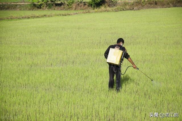 草甘膦加食盐的除草效果咋样？同等成本下专用助剂好于食盐1