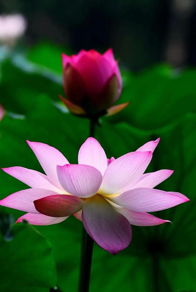 分享图片，百花盛开，五彩缤纷，太美了！令人心情无比愉悦