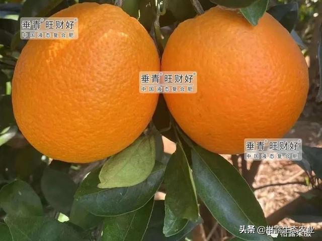 湖南脐橙 果味飘香富山乡5