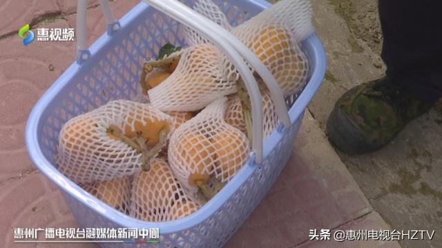 博罗打造“一村一品”黄竹村的枇杷熟了